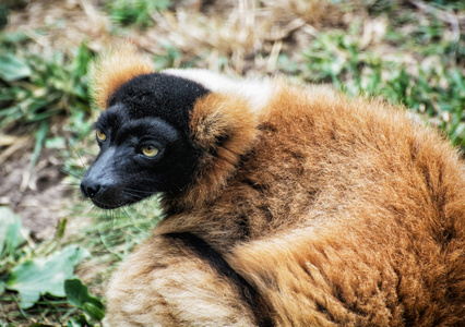 红颈狐猴Varecia 杨梅肖像