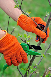 手戴着手套的园丁做维修工作，修剪树