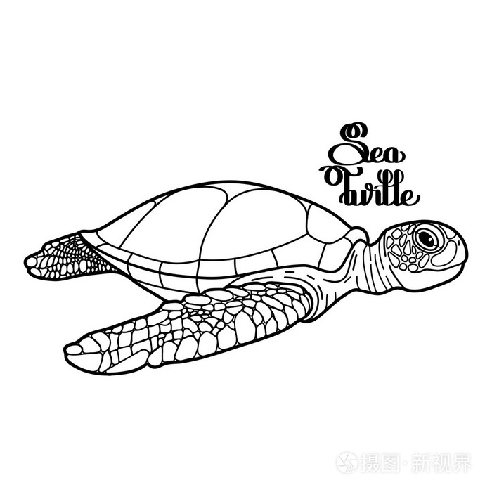 玳瑁海龟插画-正版商用图片1n9tz9-摄图新视界