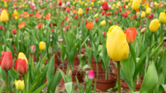 美丽的黄色郁金香花群