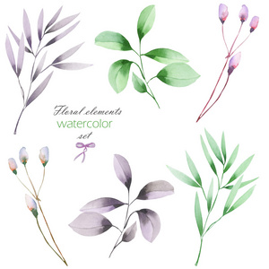 用绿色和紫色的叶子水彩树枝的花卉集