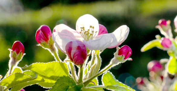在 4 月的粉红色苹果花