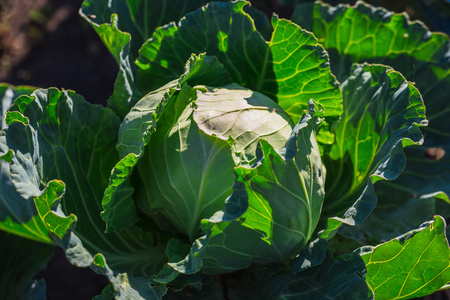 菜园里的新鲜白菜