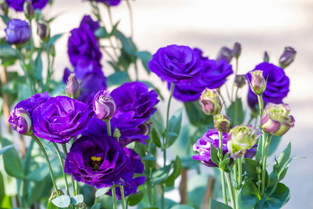 紫色, 蓝色玫瑰在花园里