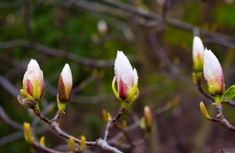 一棵玉兰花一棵树上的木兰芽春天公园里靠拢照片
