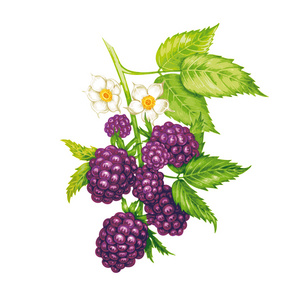 矢量无缝花卉图案与黑莓。
