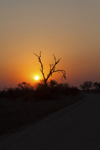 非洲日落与树剪影