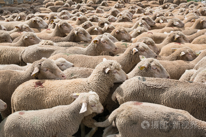 大群羊