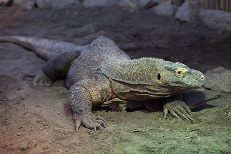 komodo龙varanus komodoensis。