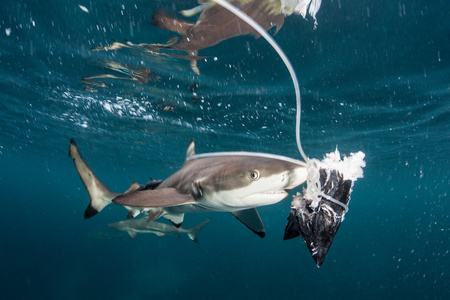 黑尖礁鲨和鱼饵