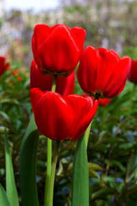 红色郁金香花在绿色背景上