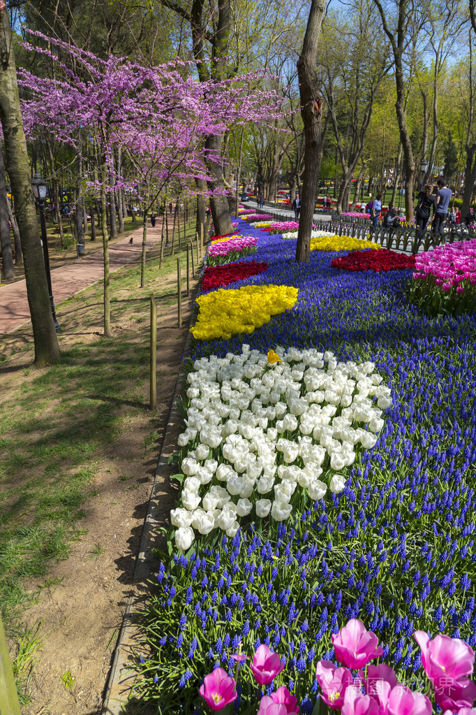 美丽的郁金香新鲜的春天的花朵花坛