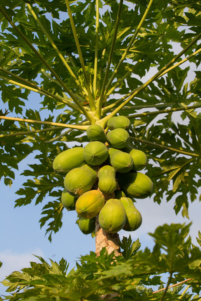 群的木瓜挂树泰国