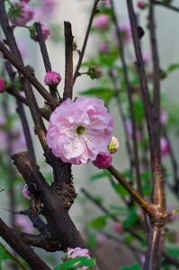 美丽的春天的花朵