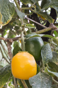 香辣的辣椒橙和青椒，称为rocoto在秘鲁