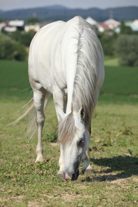 漂亮的白色母马以草为食