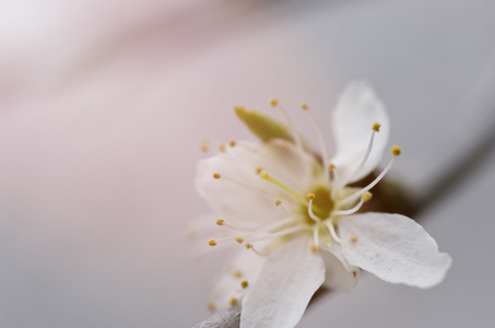 盛开的树的树枝, 白色的花朵。春季开花