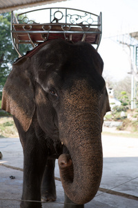 大象在泰国的肖像