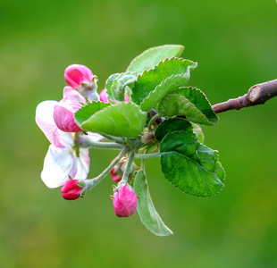 Aplle 在果园开花