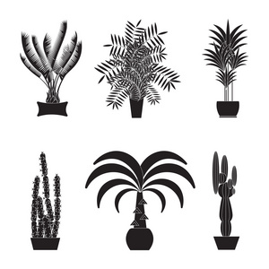 沙漠植物。在白色背景上棕榈树的插图