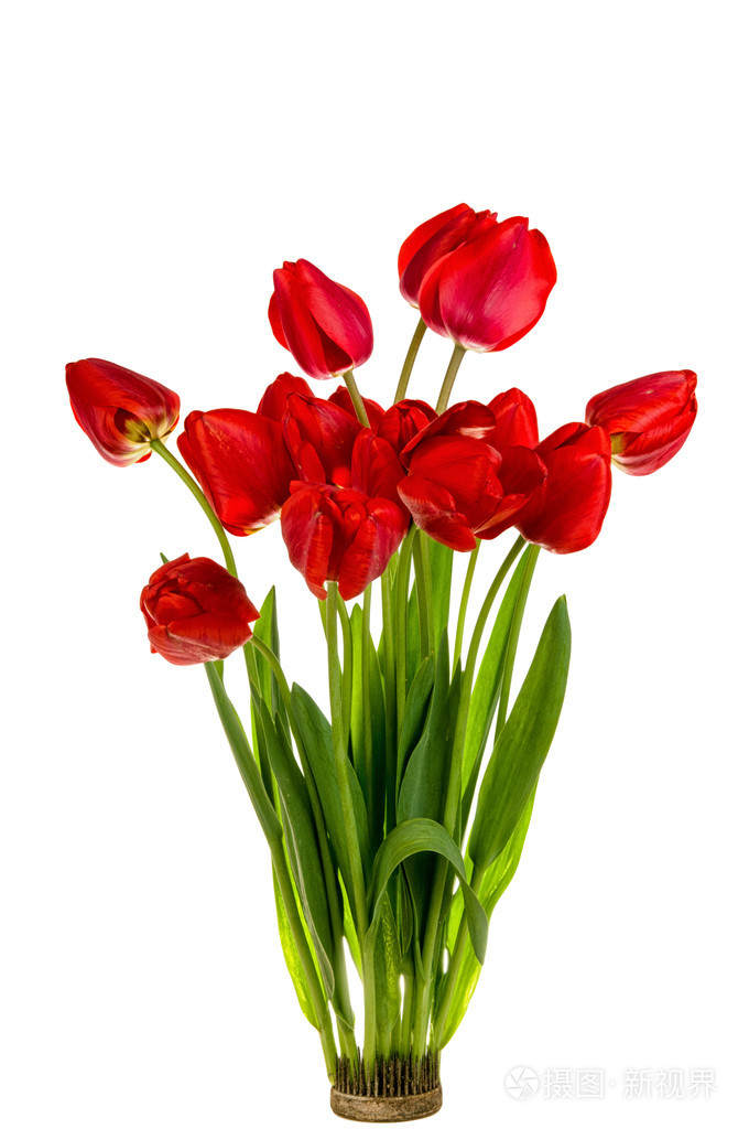 束美丽的红色郁金香