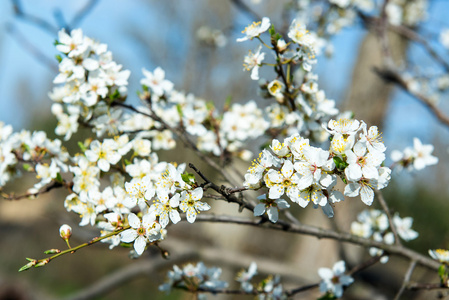 樱桃树的花朵在路上绽放。春天开花的樱桃, 盛开的杏的香味