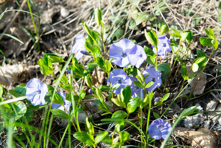 长春和菊花花装饰在白色上被隔绝。春园开花 vinca