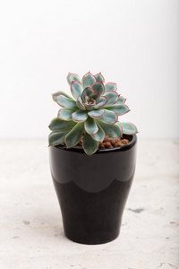 室内植物 多肉植物照片 正版商用图片1nagtp 摄图新视界