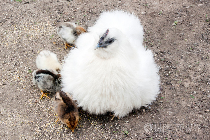 这只白母鸡和小鸡