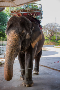 大象在泰国的肖像