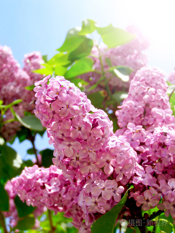 春天紫丁香花与绿枝