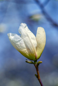 开花春玉兰花