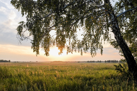 在夕阳的背景上字段中桦木