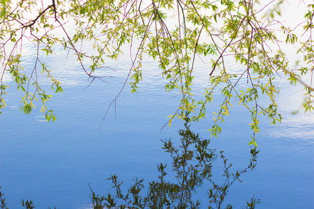 桦树和阳光明媚的一天的叶子在蓝色的水。背景
