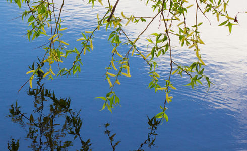 桦树和阳光明媚的一天的叶子在蓝色的水。背景