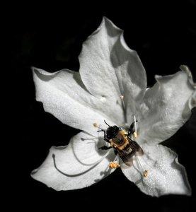 白杜鹃花与大黄蜂