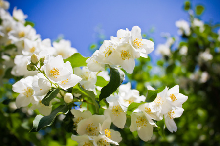 茉莉花的灌木开花茉莉花灌木 philadelphus lemoinei hibridus 花背景