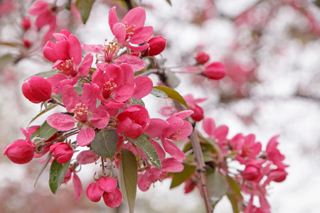粉红苹果树开花