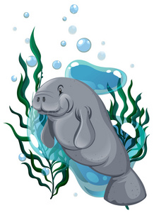 seacow 在海洋中游泳照片