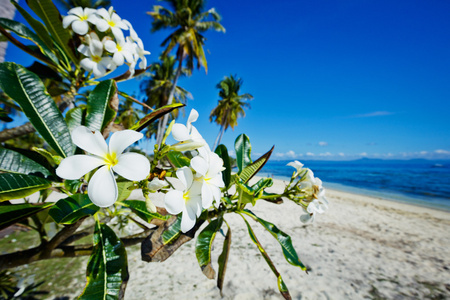 梅香花在海滩上