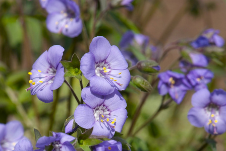 关闭了开花法札 caeruleum