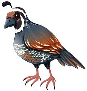 鹌鹑剪贴画图片