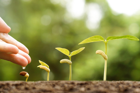 小小的植物图片
