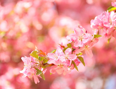 春天开花。美丽的粉红色花朵在春天