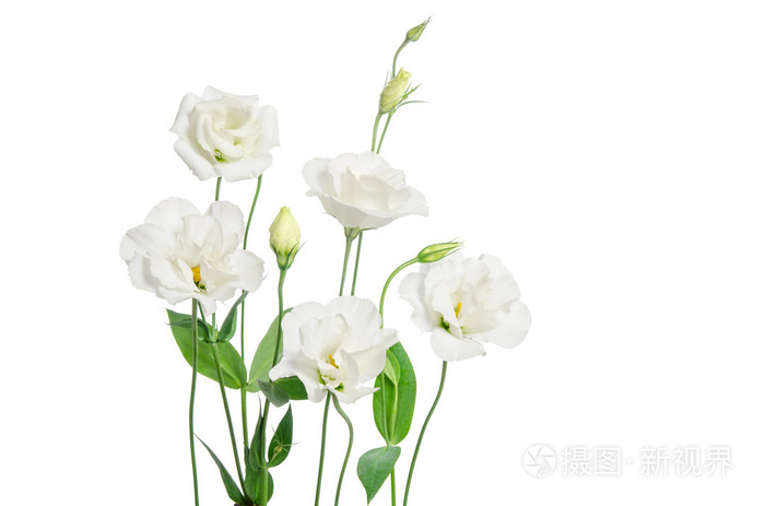 白色衬底上的白色洋桔梗花照片 正版商用图片1nasc6 摄图新视界