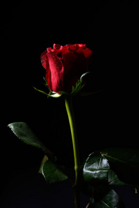 红玫瑰与水滴，戏剧性的照明在黑色的图片