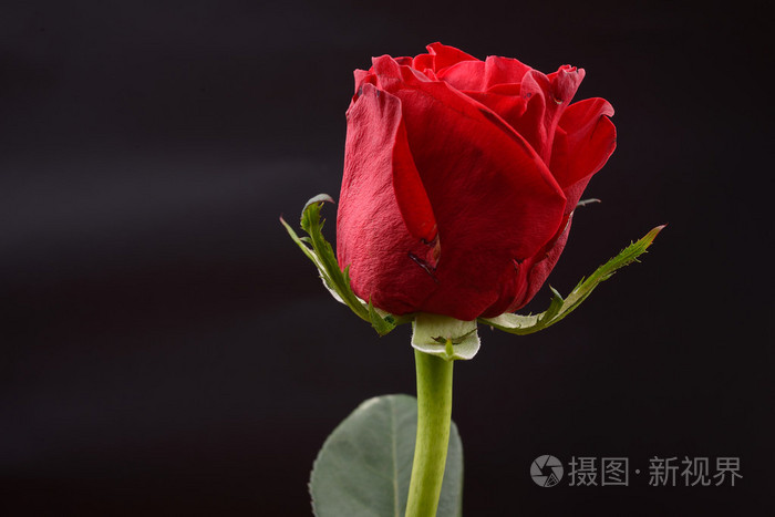 在工作室中的黑色背景上的一朵红玫瑰的照片.灯