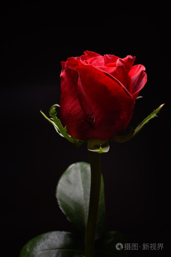 在黑色背景上美丽的红玫瑰与强烈的对比dra
