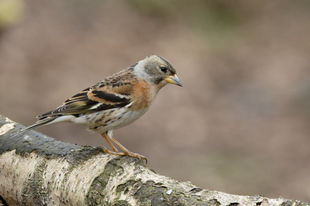 花鸡，fringilla montifringilla