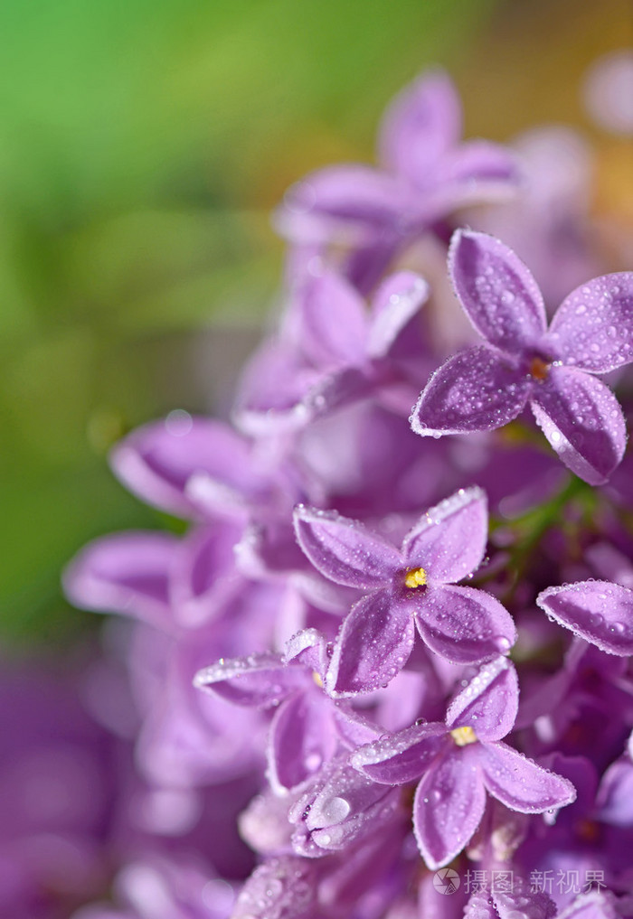从淡紫色花花卉自然背景